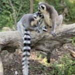 Boleto de experiencia detrás del escenario del Zoológico de Adelaida Lemur Feeding